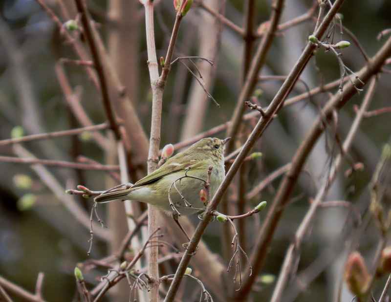 Hume's Warbler
